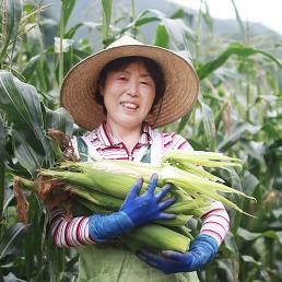 [예약][양달농장]찰진 괴산대학찰옥수수 (30개입)
