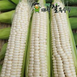 [9월중숭수확]가을 괴산대학찰옥수수 (10개입/18센티이상특품)