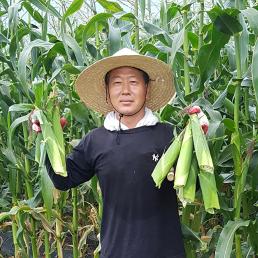  [다드림농장]장연대학찰옥수수 20개/30개/60개