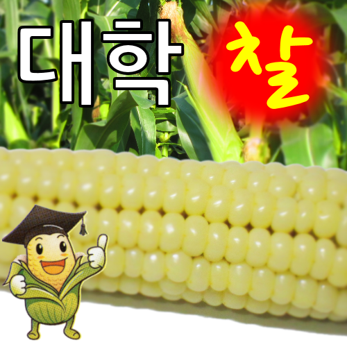 [2026사전예약] 푸른농장의 괴산대학찰옥수수 (30개/60개)