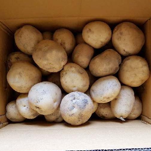 [사전예약][다드림농장]노지재배 햇감자 (품종:두백) (10-20kg)