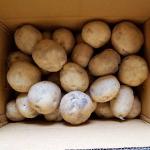 [사전예약][다드림농장]노지재배 햇감자(수미감자,두백감자) (10-20kg)