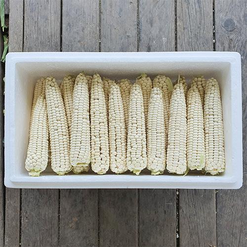 [사전예약할인][청천장터]껍질 벗긴 괴산대학찰옥수수 (30개입)