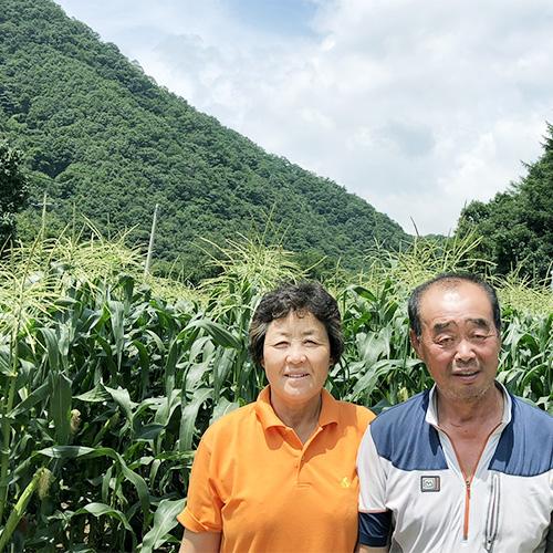 [사전예약할인][청천장터]괴산대학찰옥수수 (30개입)