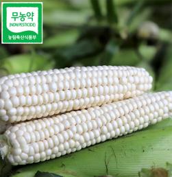 [2025옥수수][지씨농가]무농약 괴산대학찰옥수수 (30개입)