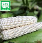 [2025옥수수][지씨농가]무농약 괴산대학찰옥수수 (30개입)