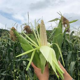 [사전예약][효성농원]괴산대학찰옥수수 30/60개