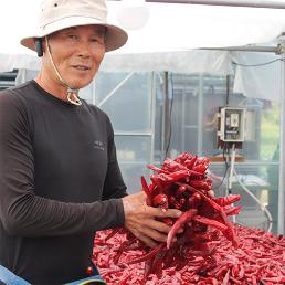 [할인][옛날맛농장]유기농 토종건고추 수비초 (3KG기준)