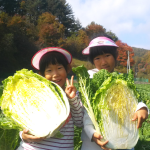 [2024년 절임배추 사전예약][괴산젊은농부] 배추맛집 깐깐한 괴산절임배추 20kg