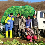 [2024년 절임배추 사전예약][괴산젊은농부] 배추맛집 깐깐한 괴산절임배추 20kg_4