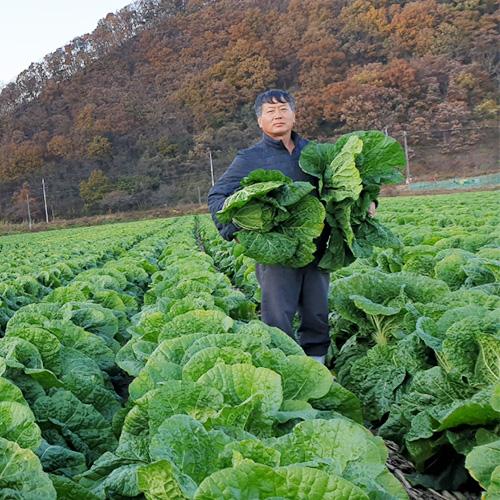 [2024년 절임배추 사전예약][다드림농장]괴산시골절임배추 10kg / 20kg