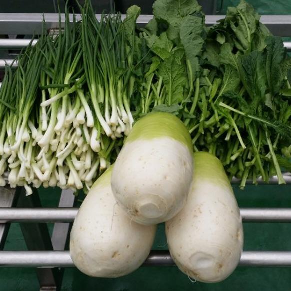 [2025년사전예약][청천장터] 괴산 김장속재료 (쪽파+갓+무/절임배추40kg분량)