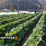 [2025사전예약][서빈농원]괴산 시골절임배추 20kg_1