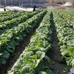 [2025년][서빈농원]괴산 시골절임배추 20kg