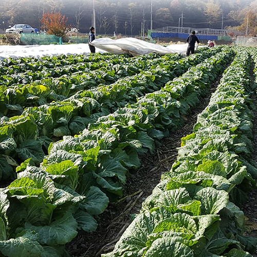 [2025년][서빈농원]괴산 시골절임배추 20kg_1