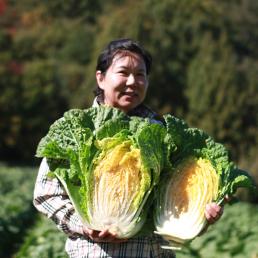 [2024년 절임배추 사전예약][효성농원]2024괴산절임배추 20kg