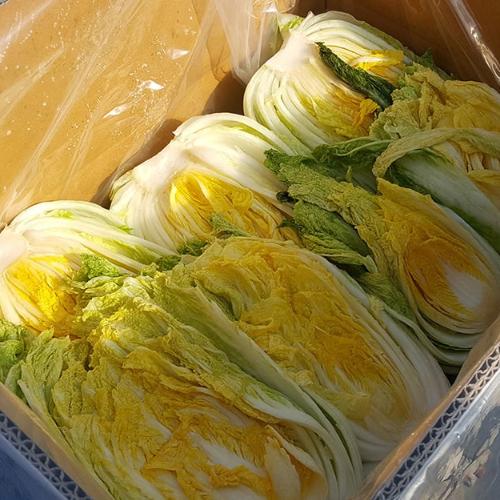 [2025년][한들자연농원]유황 괴산절임배추(20kg)