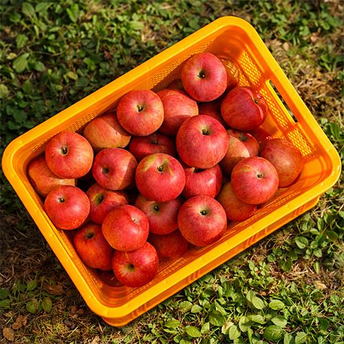 [스피노자농원][GAP인증]건강한 꿀사과 부사