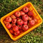 [스피노자농원][GAP인증]건강한 꿀사과 부사