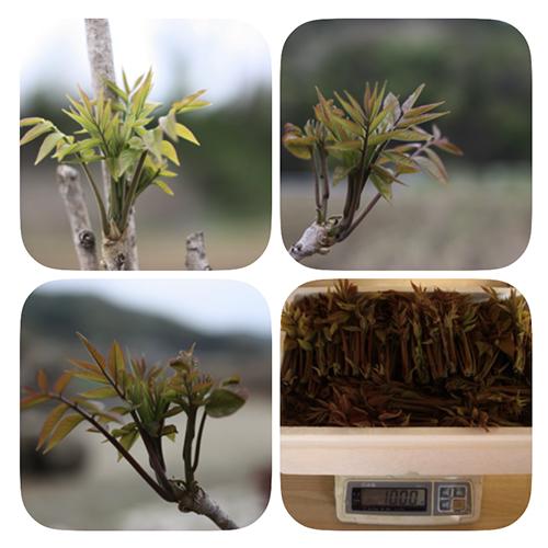 [사전예약] 산지직송 무농약 옻순 1kg