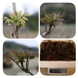 [사전예약] 산지직송 무농약 옻순 1kg