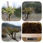 [사전예약] 산지직송 무농약 옻순 1kg