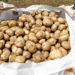 [엄지네농장]노지재배 수미감자 (3~10kg)