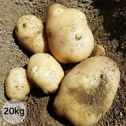 [엄지네농장] 엄지네농장 햇감자 수미감자 5kg / 10kg