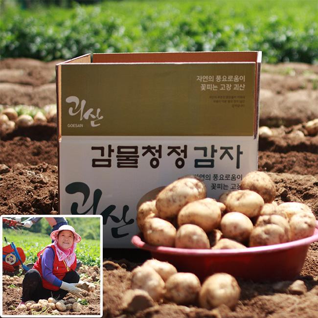 [사전예약][하둥이네농장]2025 괴산 감물 햇 수미감자 10kg/20kg