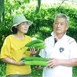 [효성농원] 유기농 여주 (생여주/건여주)