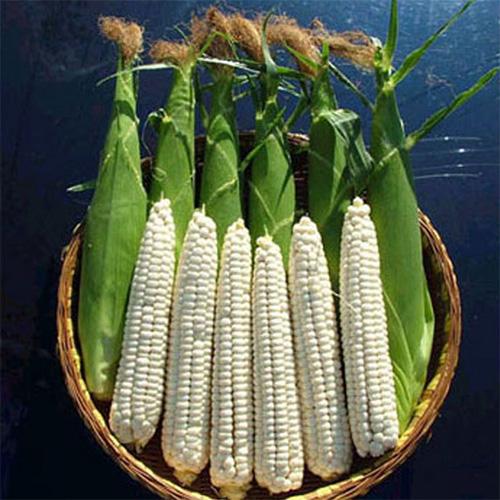 [할인쿠폰][신토불이농장] 껍질깐 괴산대학찰옥수수(30개/60개) 껍질깐옥수수