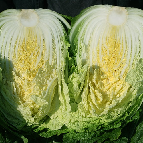 [2025년 절임배추 사전예약][가령산농장]괴산절임배추 (20kg기준)