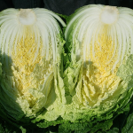 [2025년 절임배추 사전예약][가령산농장]괴산절임배추 (20kg기준)