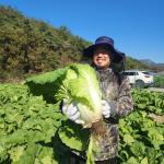 [2025년][가령산농장]괴산절임배추 (20kg기준)
