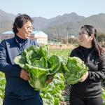 [2025사전예약][가시버시농원] 시골절임배추 (20KG)_1