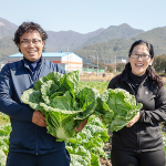 [2025년][가시버시농원] 시골절임배추 (20KG)
