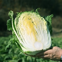 [2025사전예약][하둥이네농장]괴산절임배추 (10-20kg)