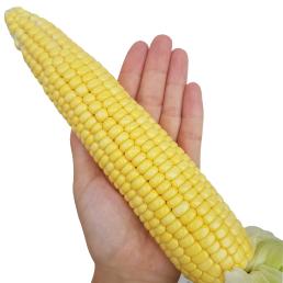 [냉동][모단농장] 황금맛찰옥수수 특품 (15개입)