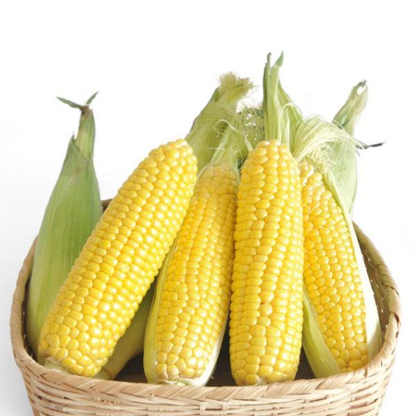 [쿠폰할인][농사꾼과아지매] 아지매꿀 냉동 초당옥수수(20개)