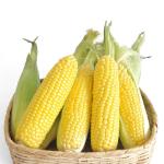 [쿠폰할인][농사꾼과아지매] 아지매꿀 냉동 초당옥수수(20개)