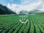 [2024년 절임배추 사전예약][하루건강]괴산청정절임배추 20kg