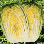 [2025사전예약][하루건강] 청정절임배추 (10~20kg)