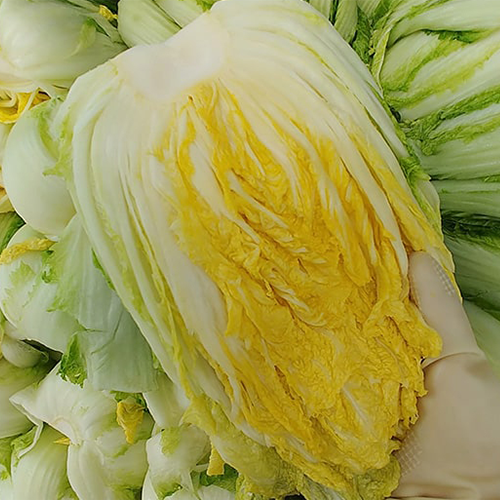 [2025년][순정농원]괴산절임배추 (10- 20kg)