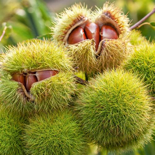 [효성자연농원][2025] 맛있는 국산밤 1KG