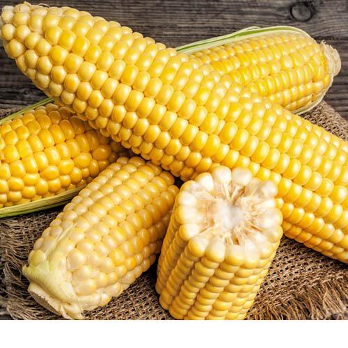 [쿠폰할인][모단농장] 껍질벗긴 달고나 생 초당옥수수 (냉동)