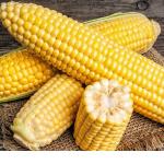 [쿠폰할인][모단농장] 껍질벗긴 달고나 생 초당옥수수 (냉동)