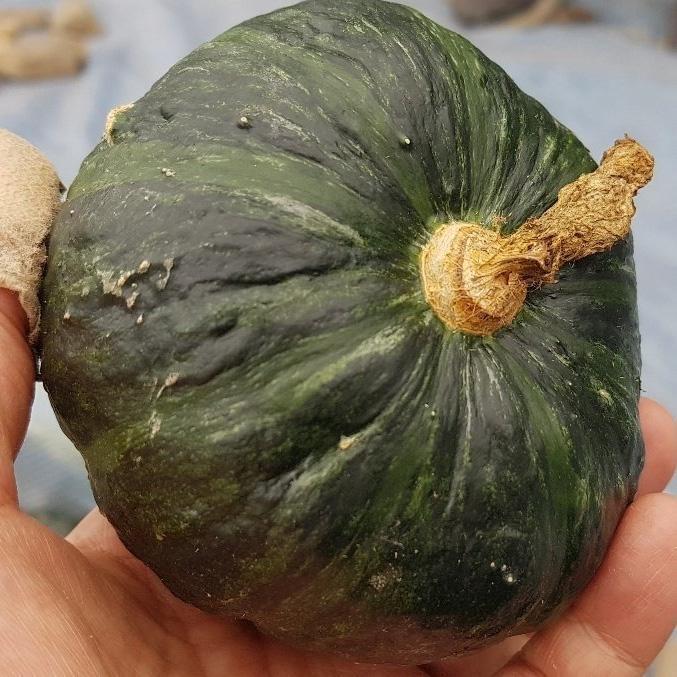 [지씨농가] 무농약 미니밤호박 미니밤단호박 (2kg,4kg, 8kg]