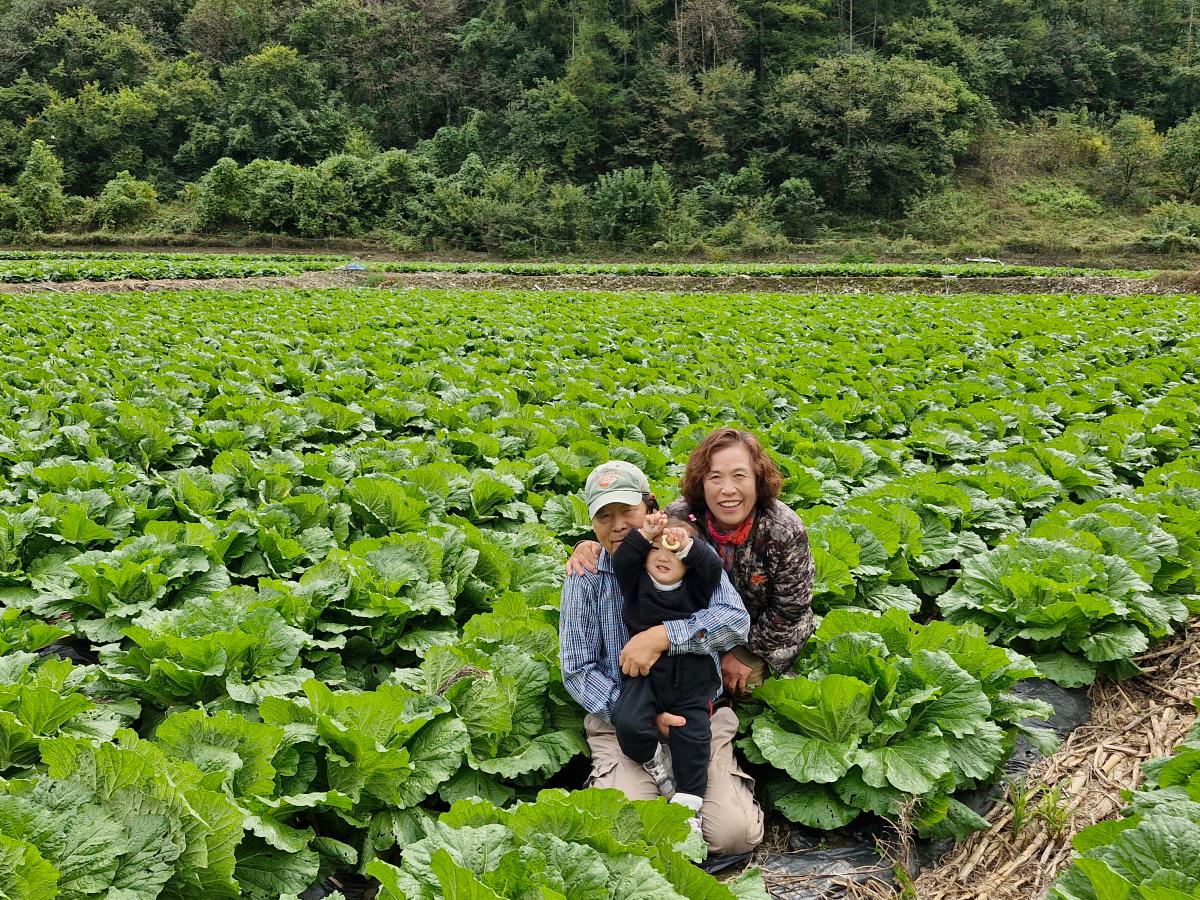 [2024년 절임배추 사전예약][용준농원]연풍 괴산시골절임배추 20kg