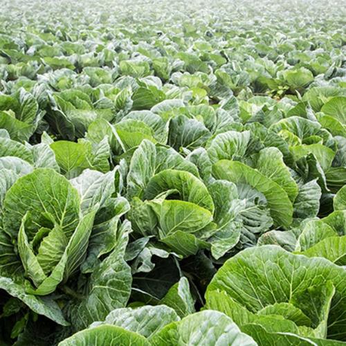 [2025년][둔율박씨네농장] 괴산절임배추 (20kg기준)