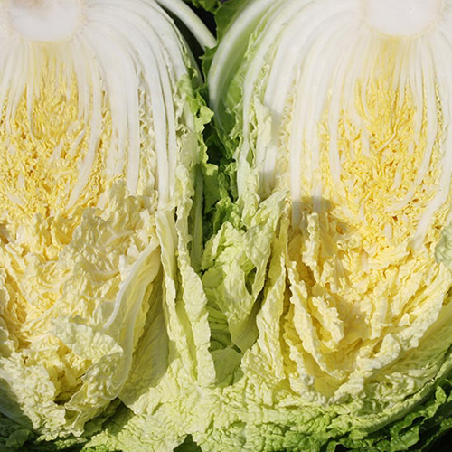 [2025사전예약][장가]자연한포기 괴산절임배추 (20kg)